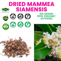 Dried Mammea siamensis 100 Grams 100% Organic Authenic