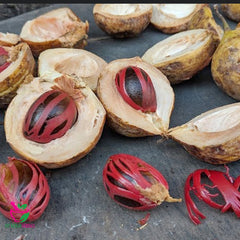 Dried Nutmeg Myristica fragrans Houtt 100 Grams 100% Organic Authenic