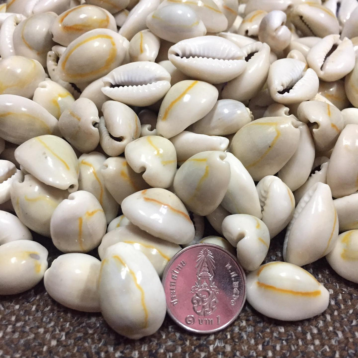 Money cowry Monetaria moneta 100g.