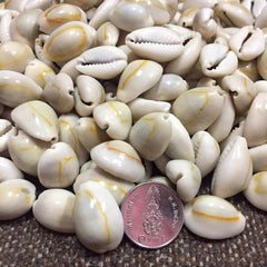 Money cowry Monetaria moneta 100g.
