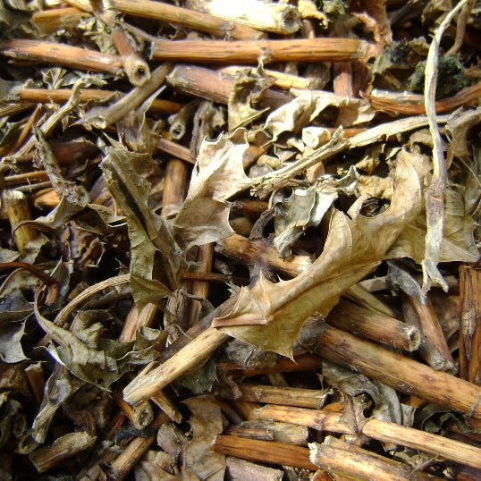 Dried Acanthus Ebracteatus 100g. Sea Holly