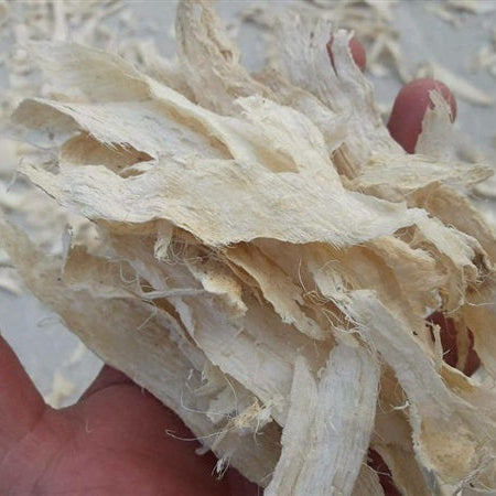 Hand holding dried white roots against a light background