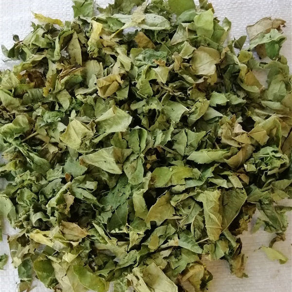 Dried green leaves on a white background