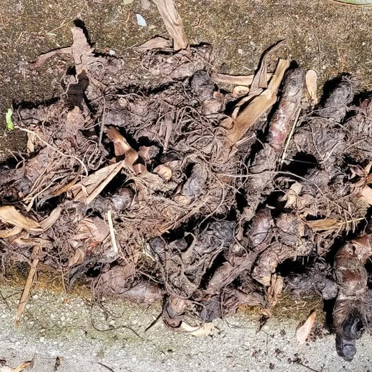 Dried Canna indica rhizome 100g. Indian shot Canna