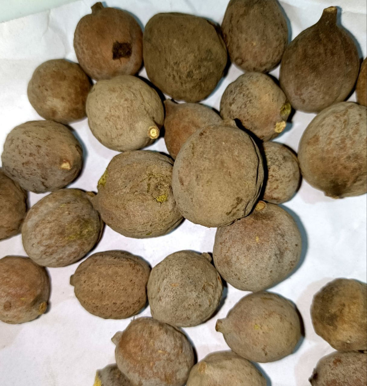 Dried Terminalia Bellirica 100g. Bahera or Bibhitaki