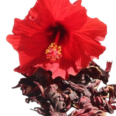 Red hibiscus flower close-up