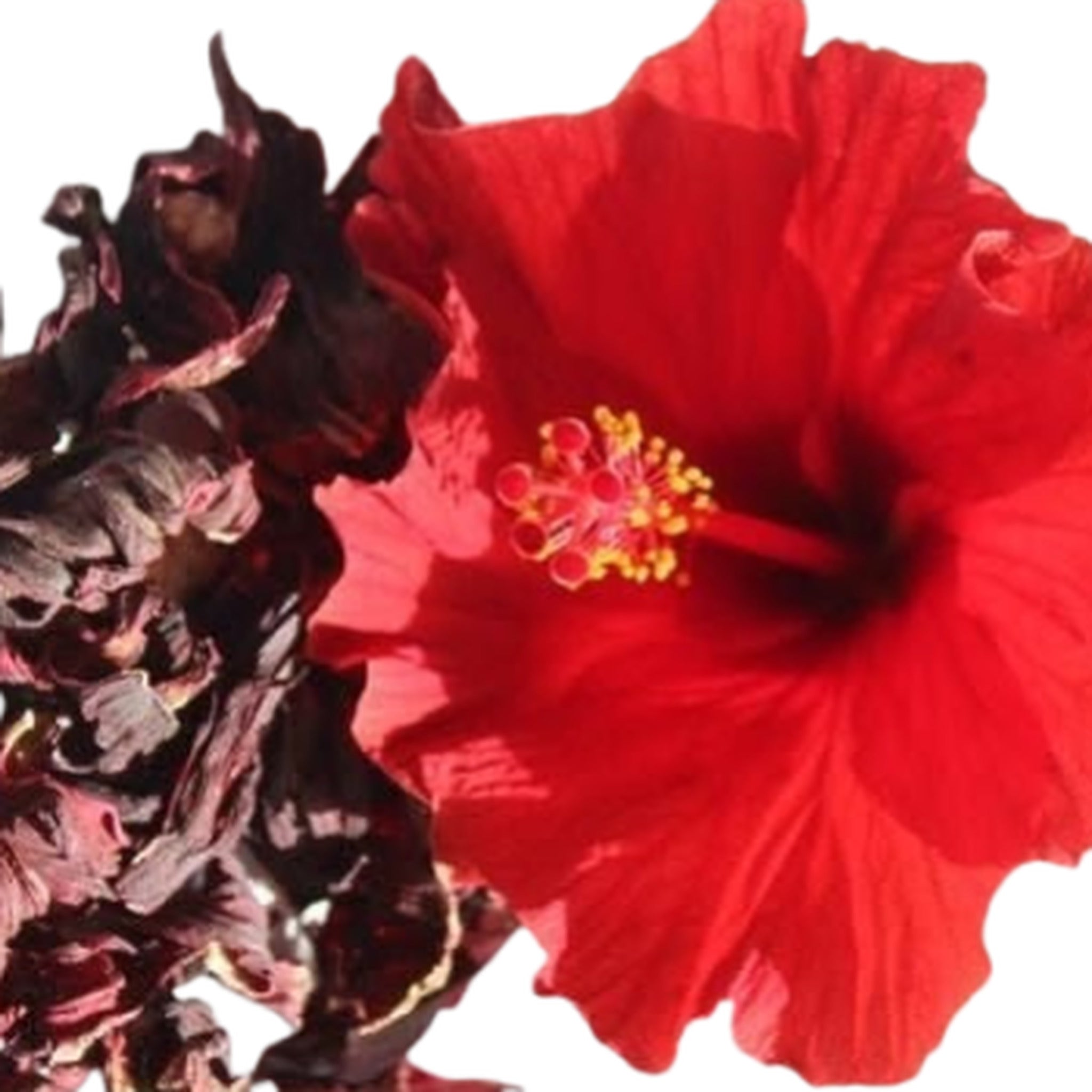 Red hibiscus flower detail