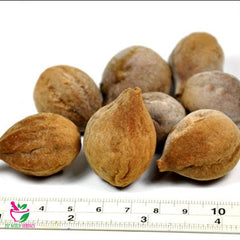 Dried Terminalia bellirica botanical product image