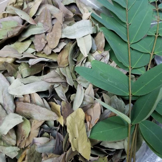 Dried leaves and a hand holding some of them, with fresh green leaves in the background.