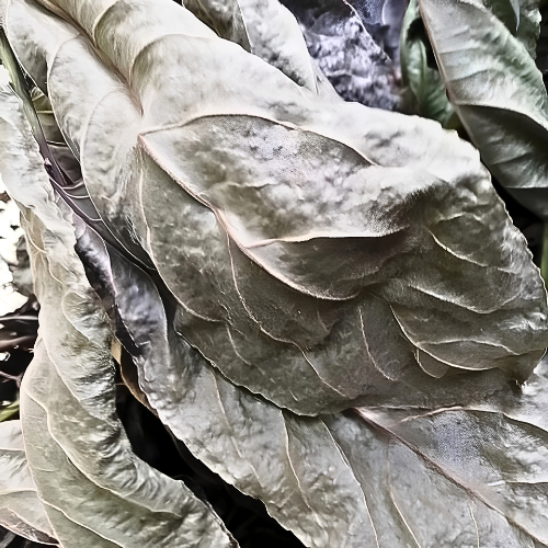 Dried Casearia grewiifolia Vent Leaf 100g.