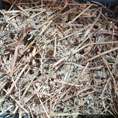 Dried Cyanthillium cinereum Little Ironweed 100g product image