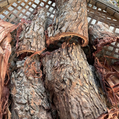 Dried Madhuca pierrei bark 100g product image