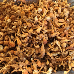Dried Cordyceps militaris 100g.