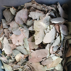 Dried Star Gooseberry leaf 100g. Phyllanthus acidus