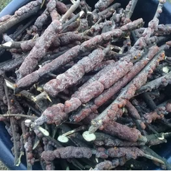 Dried Sticklac 100g. Sealing Lac