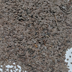 Dried Ruellia tuberosa L. Seed 100g.