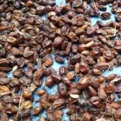 Dried Azadirachta indica Seed 100g. Neem Neem tree Margosa Quinine