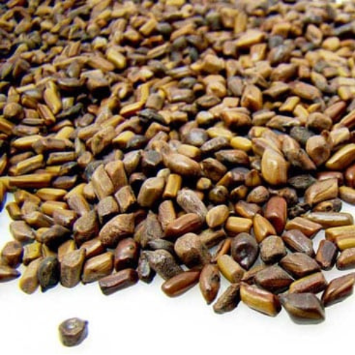 Dried Cassia seed Sickle Senna 100g product image