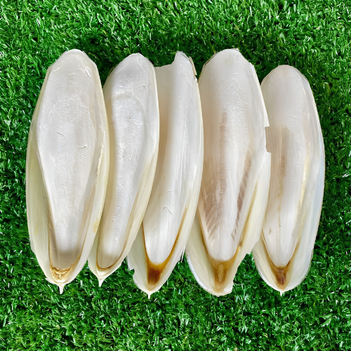 Dried Cuttlefish 100g. Cuttlebone Cuttlefish bone