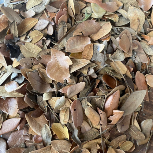 Dried Rain Tree Monkey Pod 100g product image