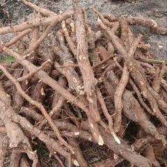 Trigonostemon reidioides Root Powder 100g.
