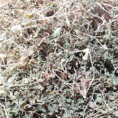 Bacopa monnieri Powder 100g. Brahmi