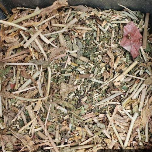 Dried Clinacanthus nutans Burm.f. Lindau 100g. Snake plant Sabah Snake Grass