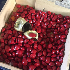 Adenanthera pavonina L 100g. Red Sandalwood Tree seed