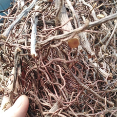 Dried Weeping Fig 100g. Ficus benjamina Root