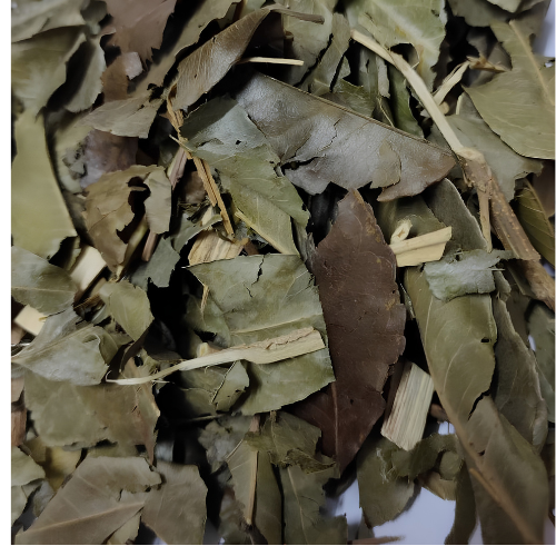 Dried Putranjiva roxburghii Wall 100g.