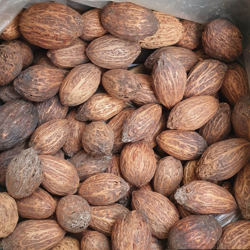 Dried Canarium subulatum Guillaumin 100g. Kenari Upi