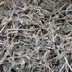 Dried Euphorbia hirta 100g. Garden spurge