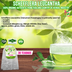 Schefflera Leucantha Hanuman Prasarngay Tea 30 Teabags