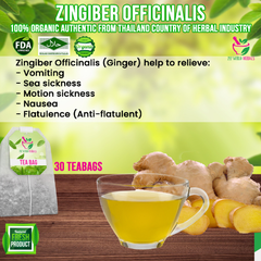 Zingiber Officinalis Ginger Tea 30 Teabags