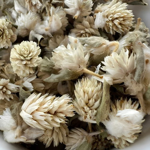 Dried White Gomphrena globosa L Flower 100g. Globe Amaranth