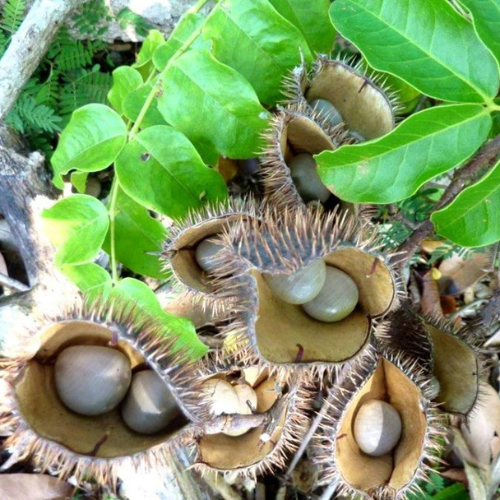 Caesalpinia bonduc L. Roxb 100g. Gray Nicker Grey Nicker Seed