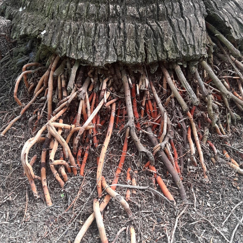 Dried Coconut tree root 100g.