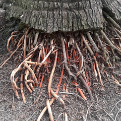Dried Coconut tree root 100g.