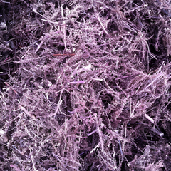 Dried Scoparia dulcis L 100g.