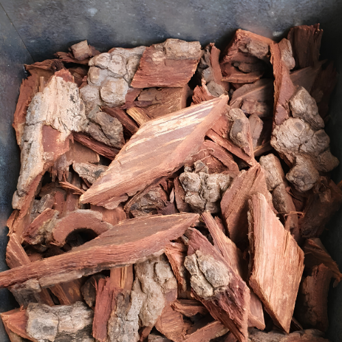 Dried Jatropha multifida L 100g. Coral Bush