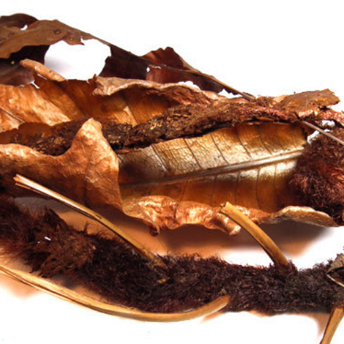 Dried Oak-leaf fern Basket fern 100g. Drynaria quercifolia L. J. Sm.