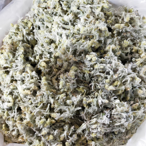 Dried Pseudognaphalium affine 100g. Gnaphalium affine