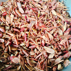 Dried Albizia lucidior 100g.