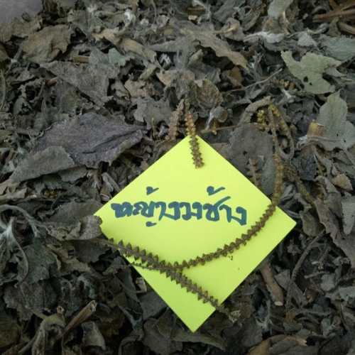 Dried Indian heliotrope 100g. Heliotropium indicum L.