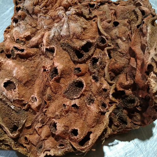 Dried Aristolochia acuminata Birthwort 100g product image