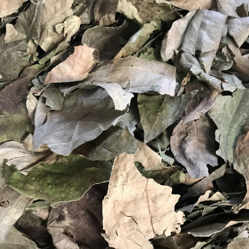 Dried Laurel Clock Vine Leaf 100g. Blue trumpet vine Thunbergia laurifolia Lindl