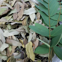 Dried Senna siamea Lam. H.S.Irwin & Barneby Leaf 100g.