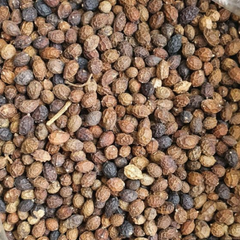 Dried Java brucea Macassar kernels Kosam Seed 100g.