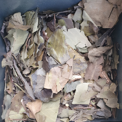 Dried Bridelia ovata Decne 100g.