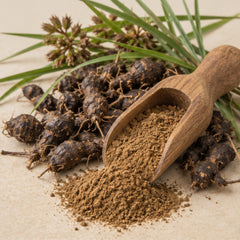 Nut Grass Powder 100g image 2